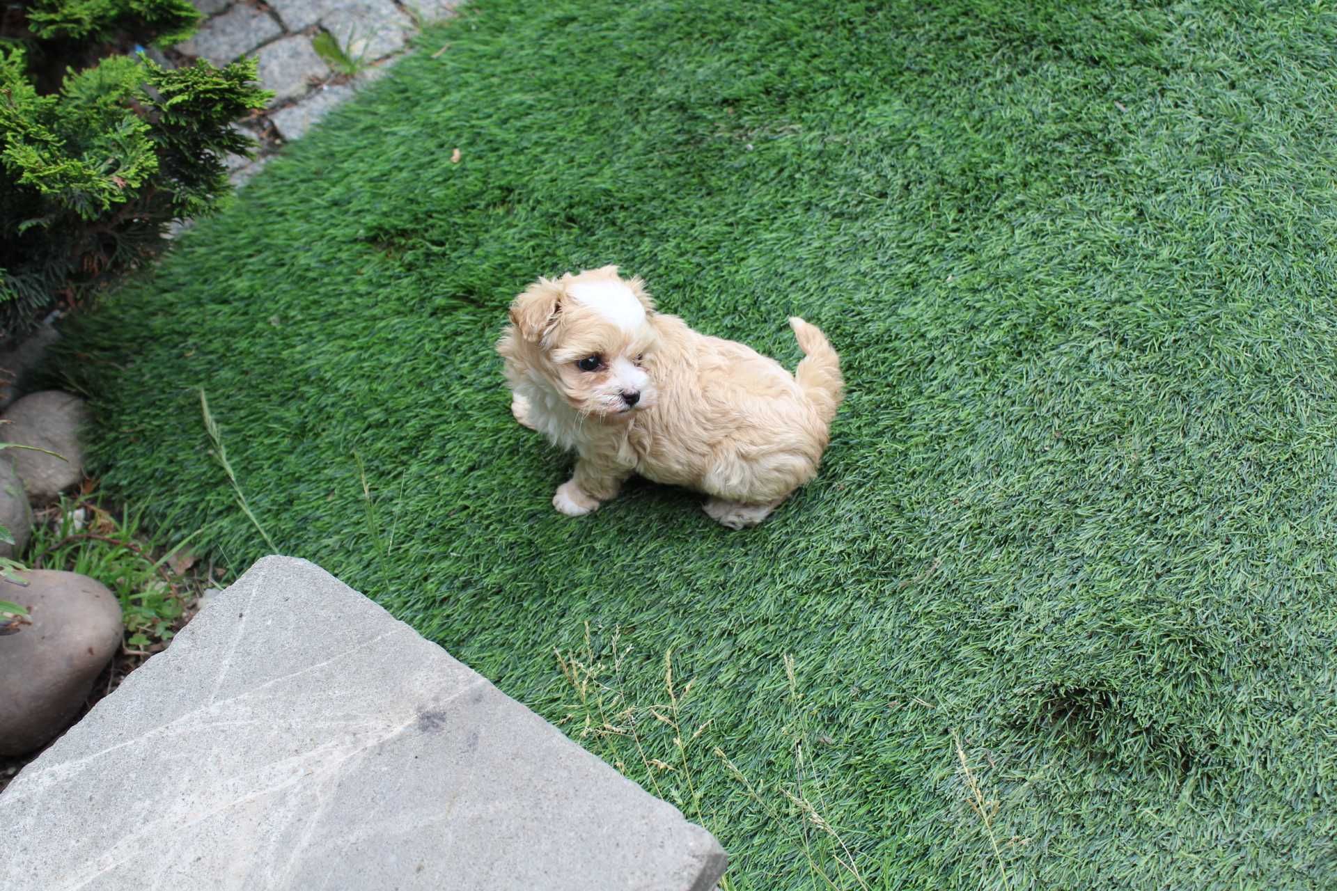 Maltipoo ,Śliczna Malutka Suczka