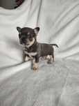Sprzedam pieska Chihuahua