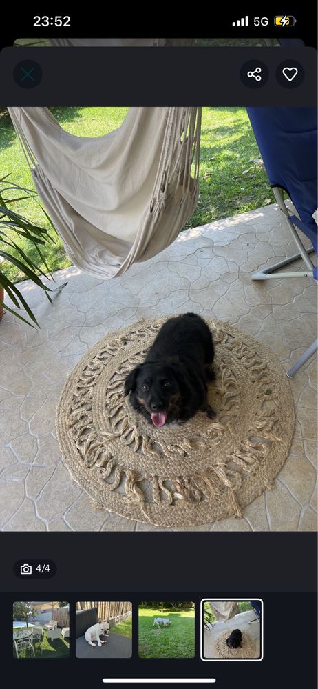 Cuido do seu animal em Braga – Hospedagem, Passeios