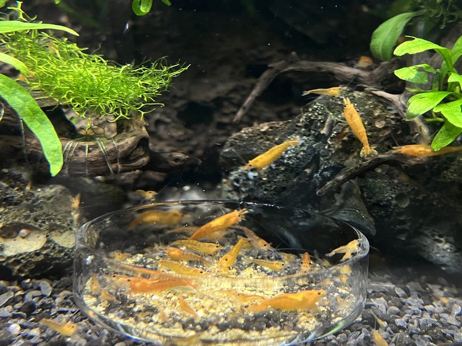 Camarões. orange