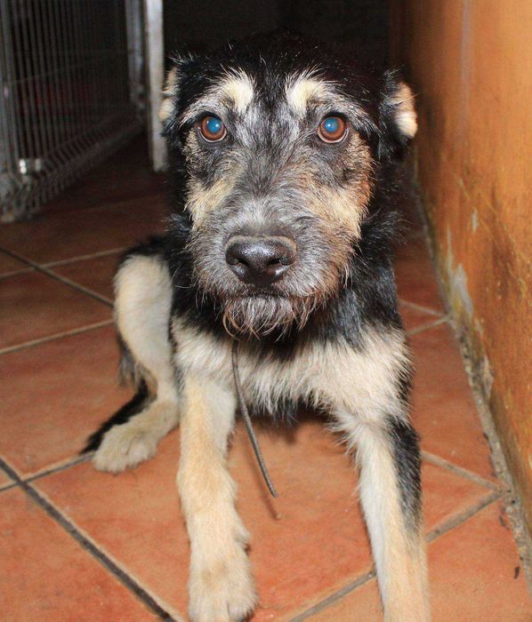 Zefirek - mały szorściak lubiący zabawy z innymi psami