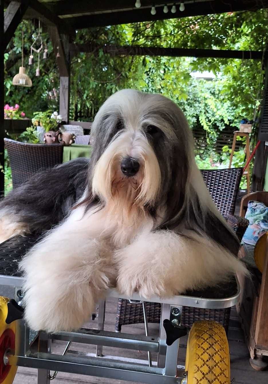 suczka Bearded Collie   - rodowód FCI