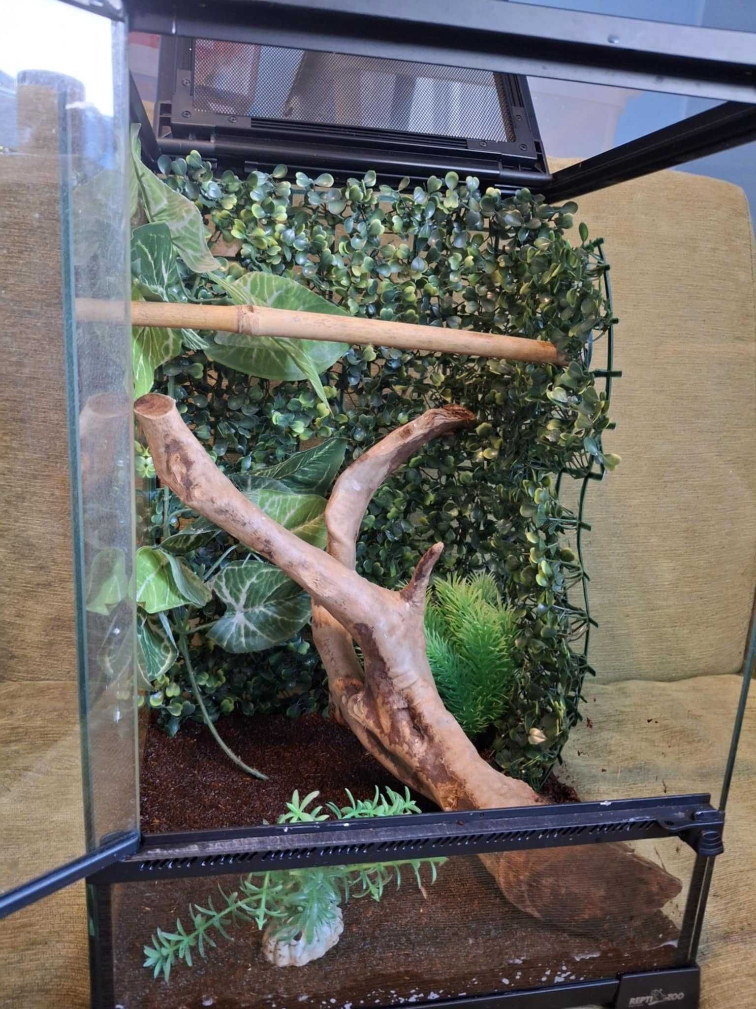 Gekony orzęsione+terrarium z wyposażeniem