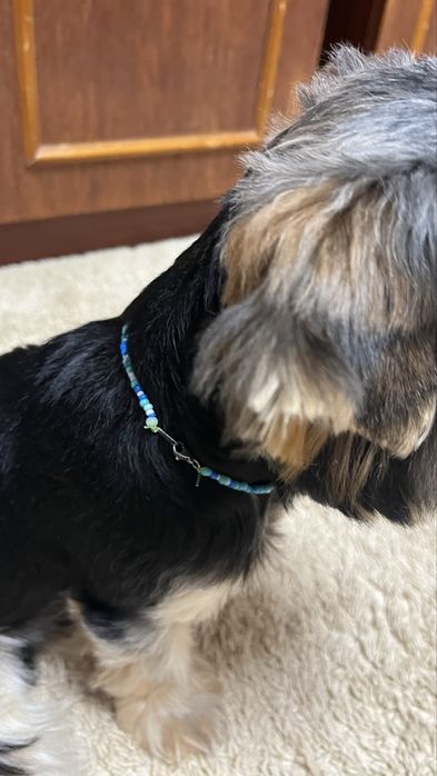 Бісерні прикраси для собак ручної роботи, 20 грн