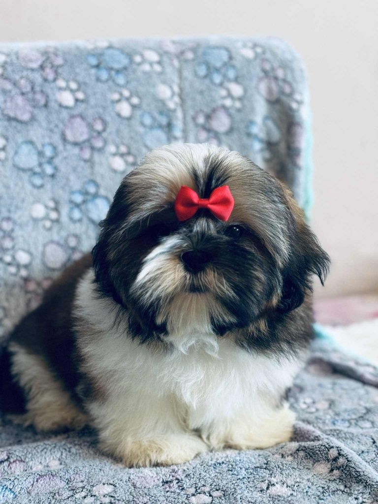 Piesek Nero 4 m-ce shih tzu Zkwp FCI komplet szczepień, szuka domku