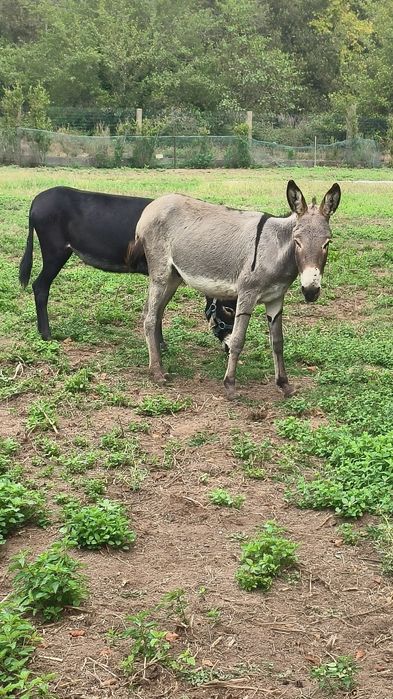 Macho de Burro anões