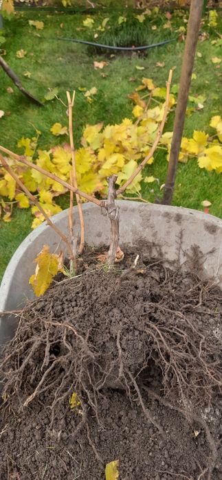 Продам 2хрічні саджанці винограду