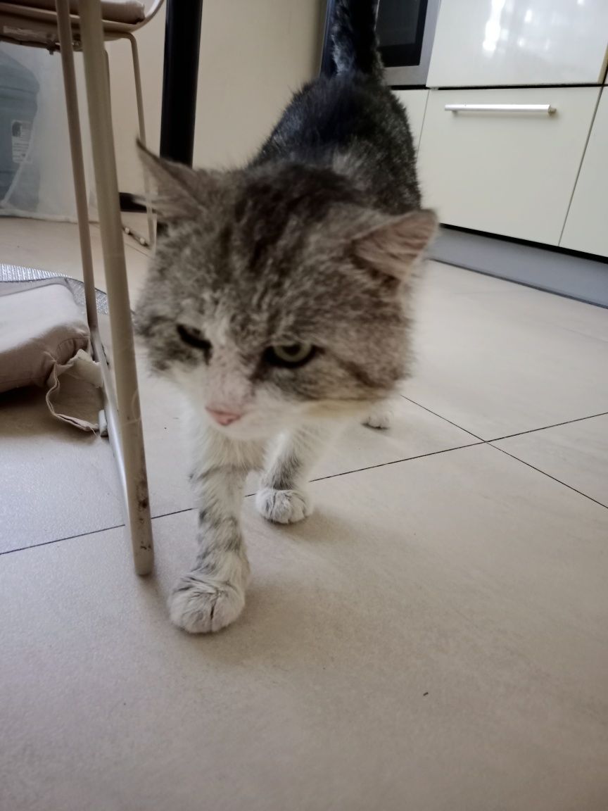 Віддам кота в добрі руки