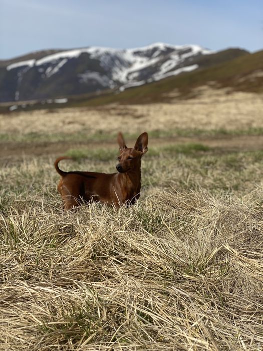 Цвергпінчер кобель вʼязка