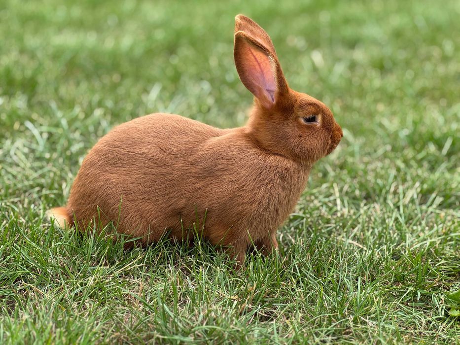 Królik Nowozelandzki czerwony
