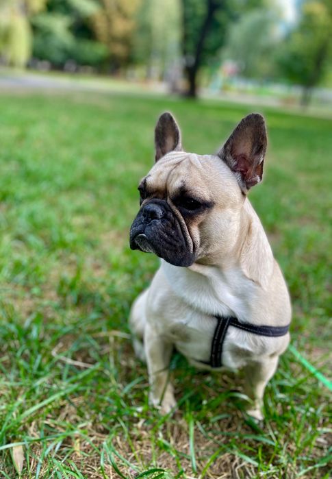 Французький бульдог (в’язка)