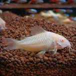 Corydora Albina Grande