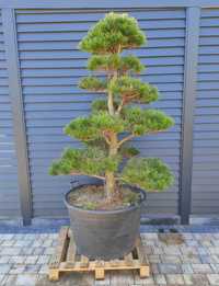 Sosna czarna formowana, Bonsai ogrodowe Niwaki