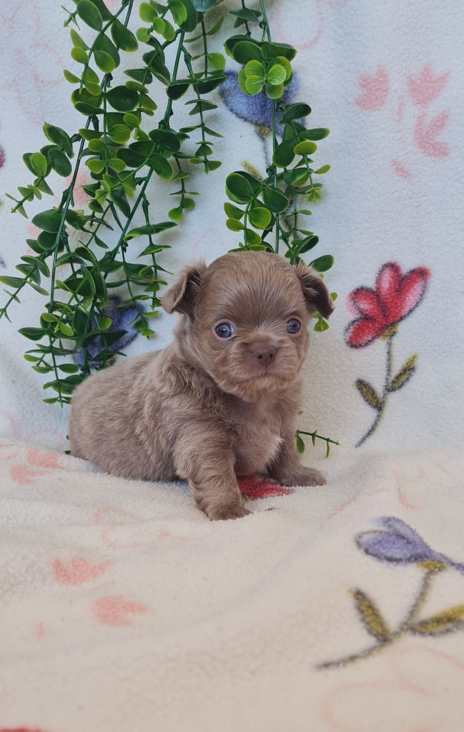Estupendo menino pelo comprido chihuahua/chiuaua linhagem Russa.Qualid
