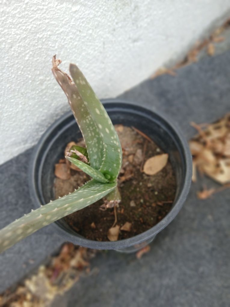 Aloe vera da Madeira.