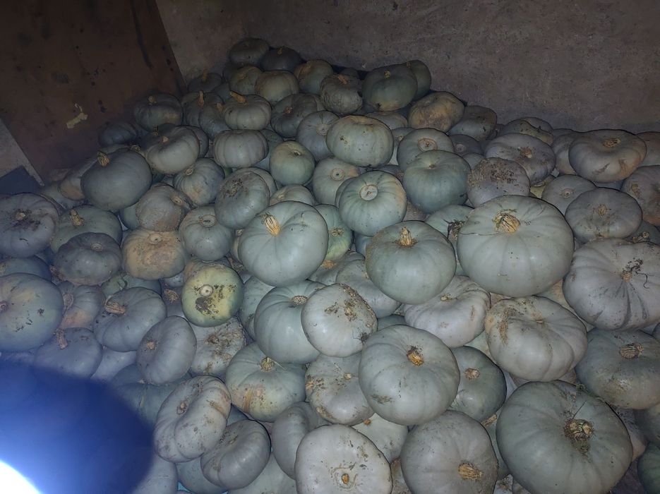 Dynie na przetwory zupy dżemy i dla kóz owiec świń kur bydła