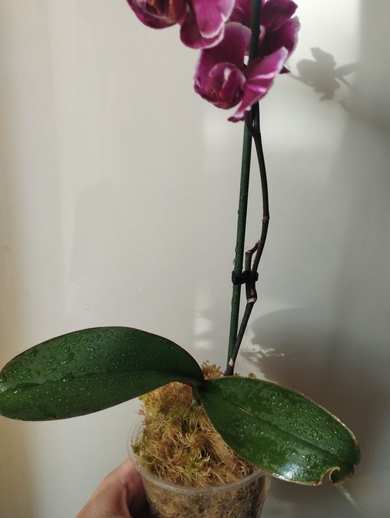 Каменная роза цветущая детка