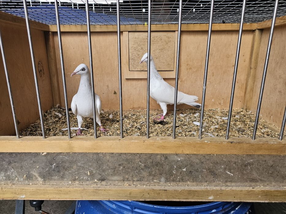 Gołębie perłowe...