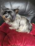 York terrier biewier piesek