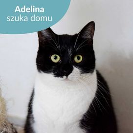 Łagodna kotka do adopcji! Poznajcie Adelinę!