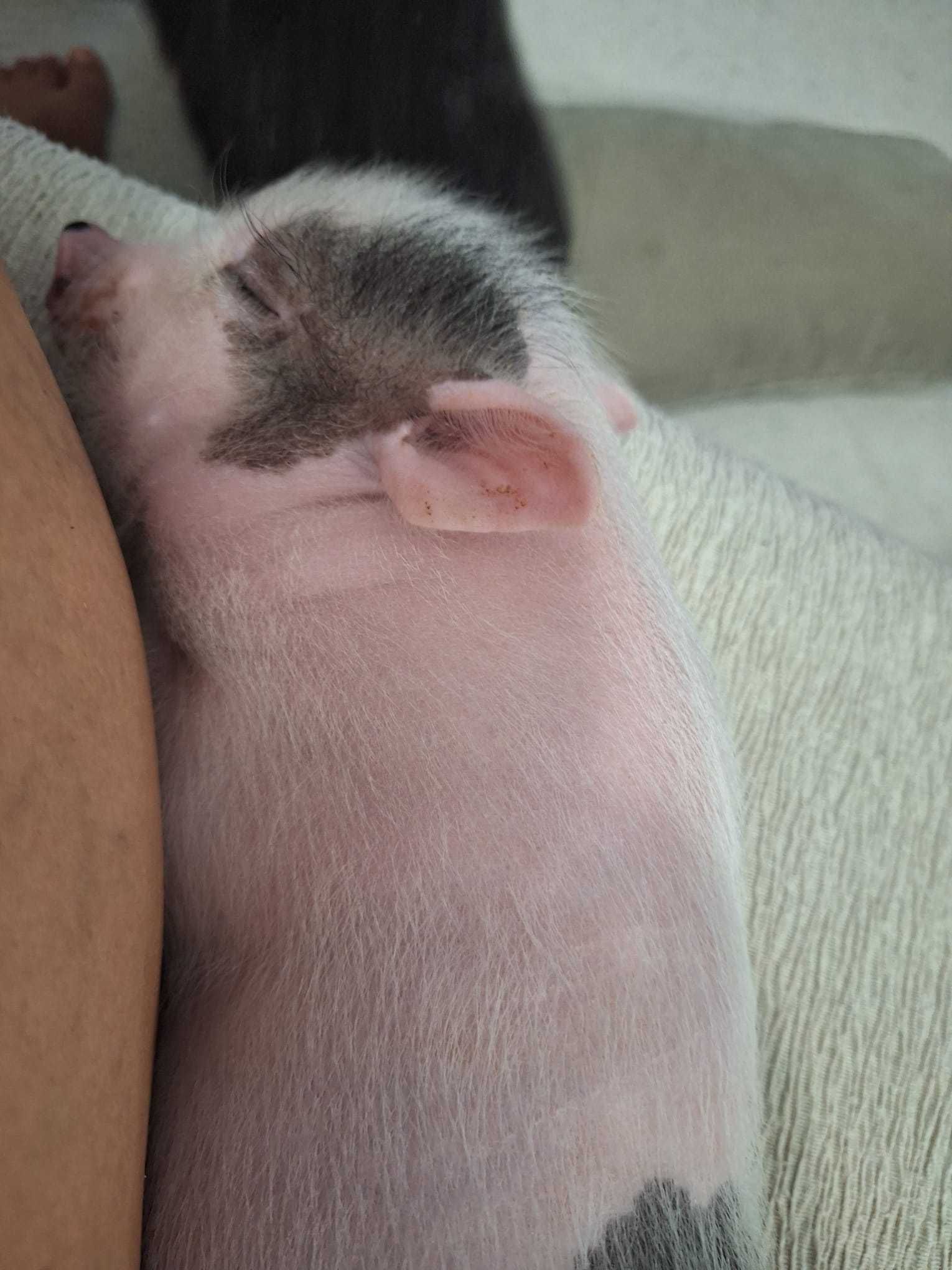 Vendo Mini pig amestrado