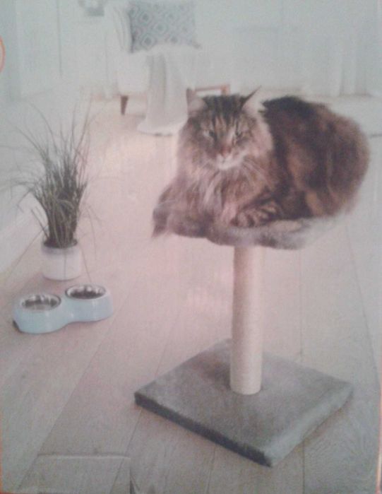 Kitty Legowisko drapak na słupku z drapakiem dla kota szare 38 cm