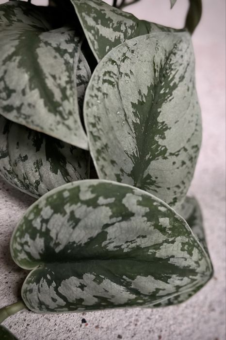 Scindapsus pictus Trebie / Exotica - satynowy, srebrzysty, duże liście