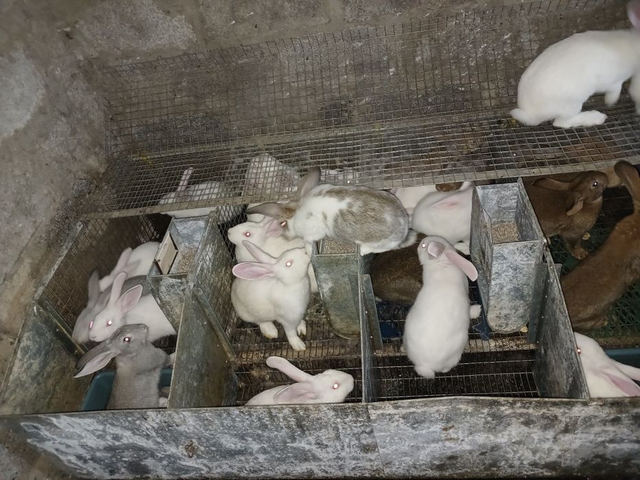 Кролики кролі кроленята