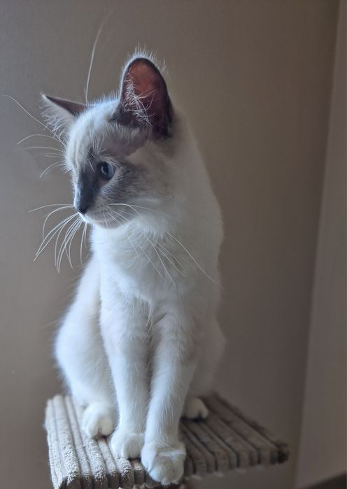 Śliczna kotka ragdoll