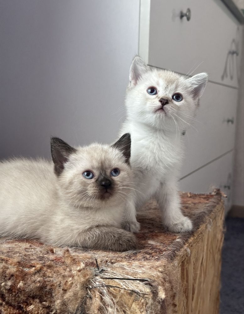 Британские котята