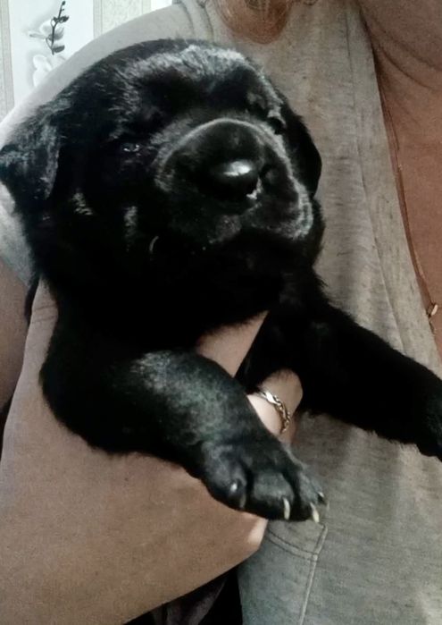 Кане Корсо бронь