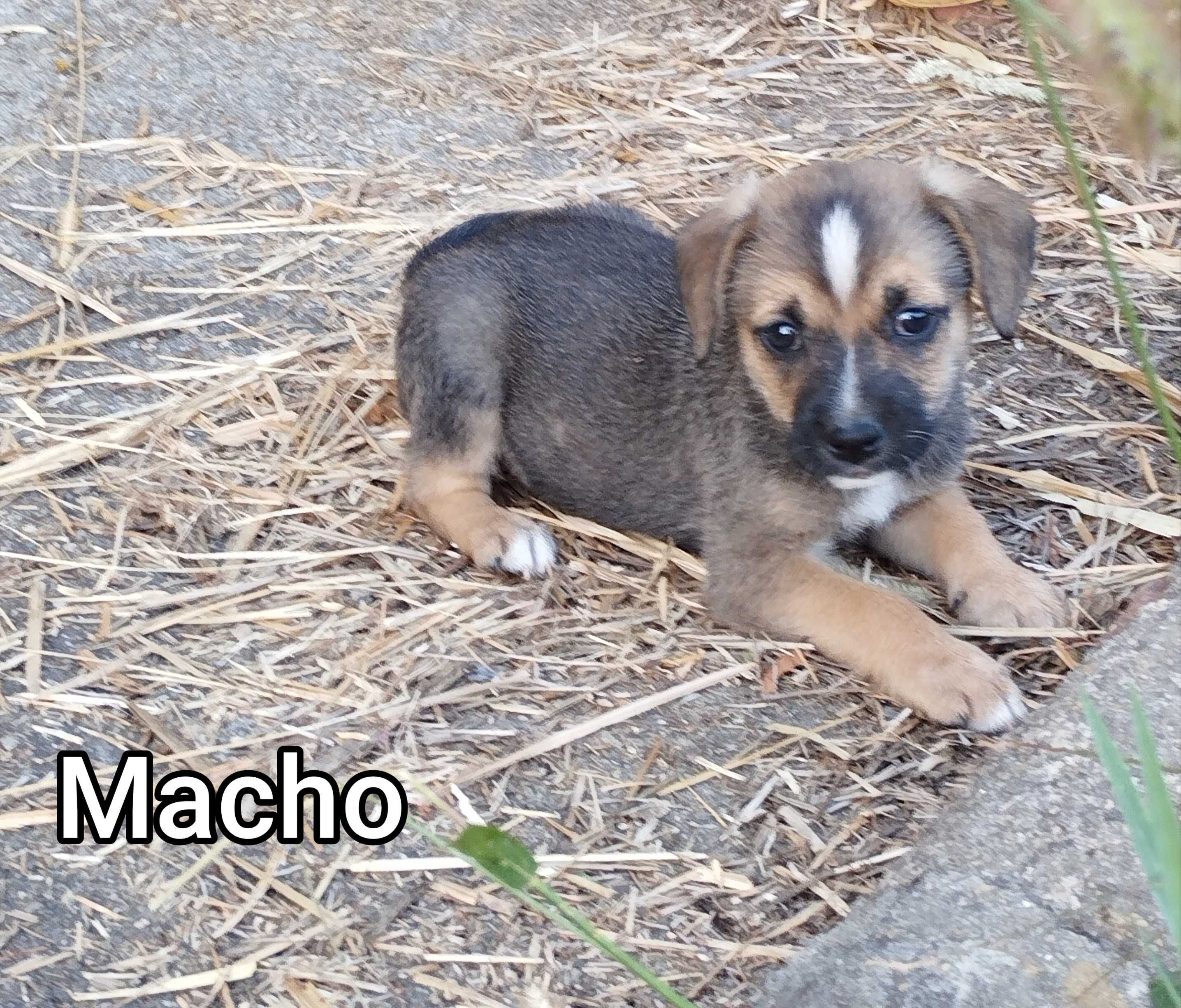 Cães para adoção pequenos