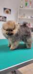 Pomeranian  - Piesek po Championach FCI !