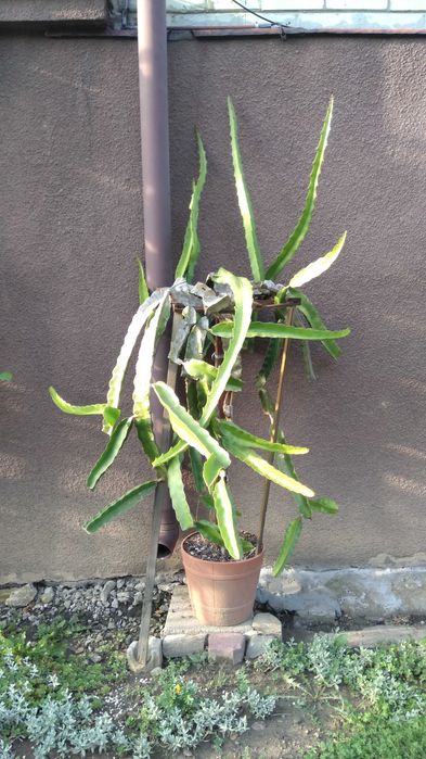 Pitahaya, Pitaja (H.Undatus + H.Megalanthus)