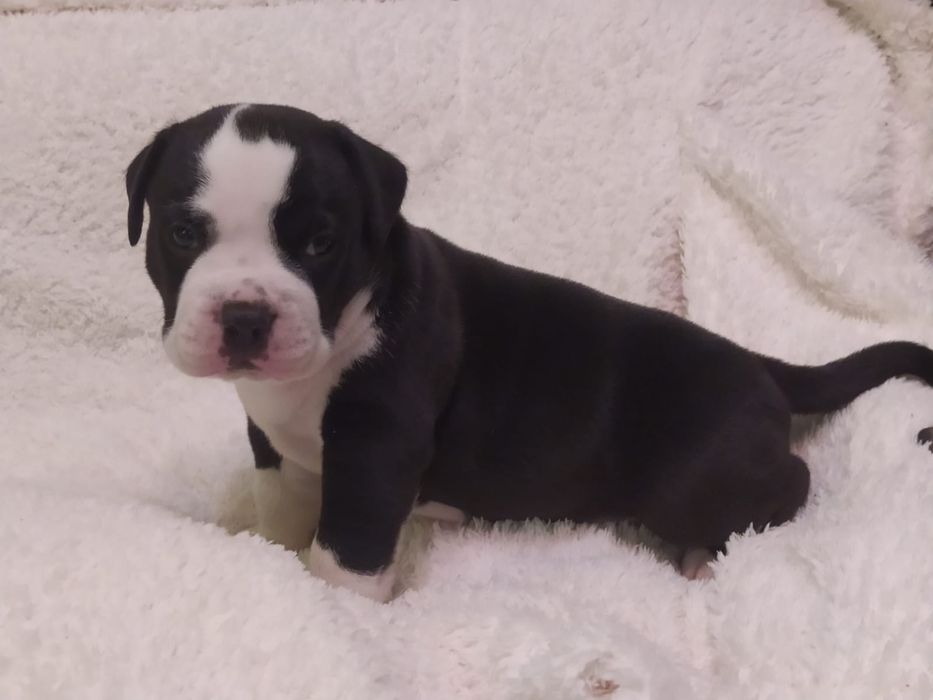 Amstaff piękny piesek ZKWP FCI rodowód