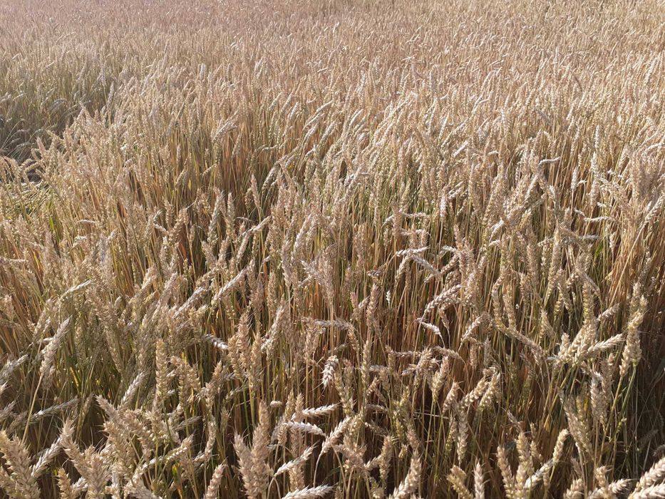 Pszenica owies i żyto