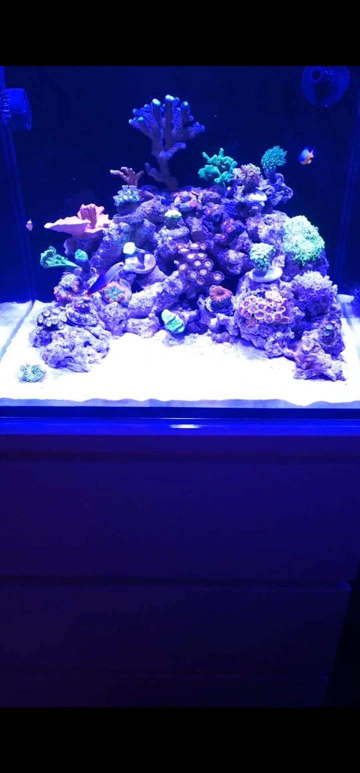 Akwarium morskie red sea max nano 75 L