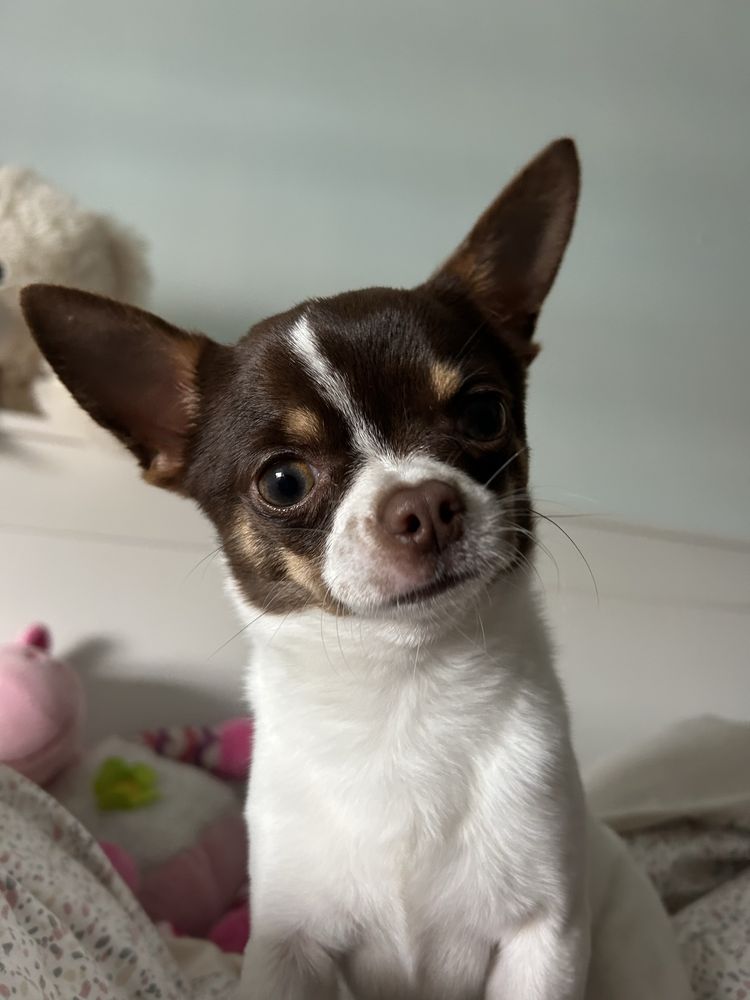 Macho chihuahua para acasalar