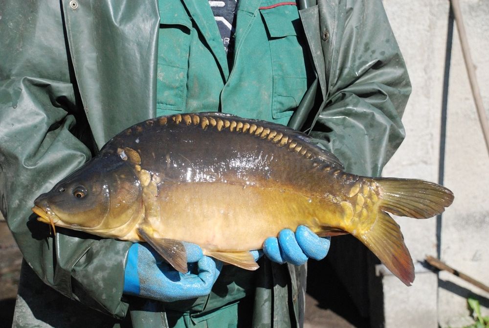 Karp Zatorski - sprzedaż