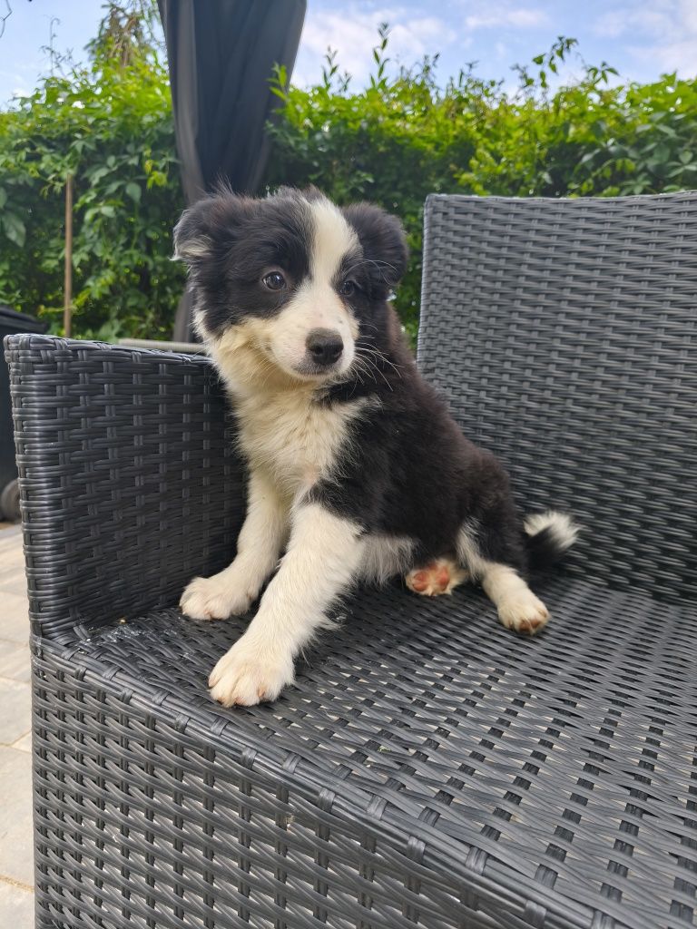 Border Collie suczka