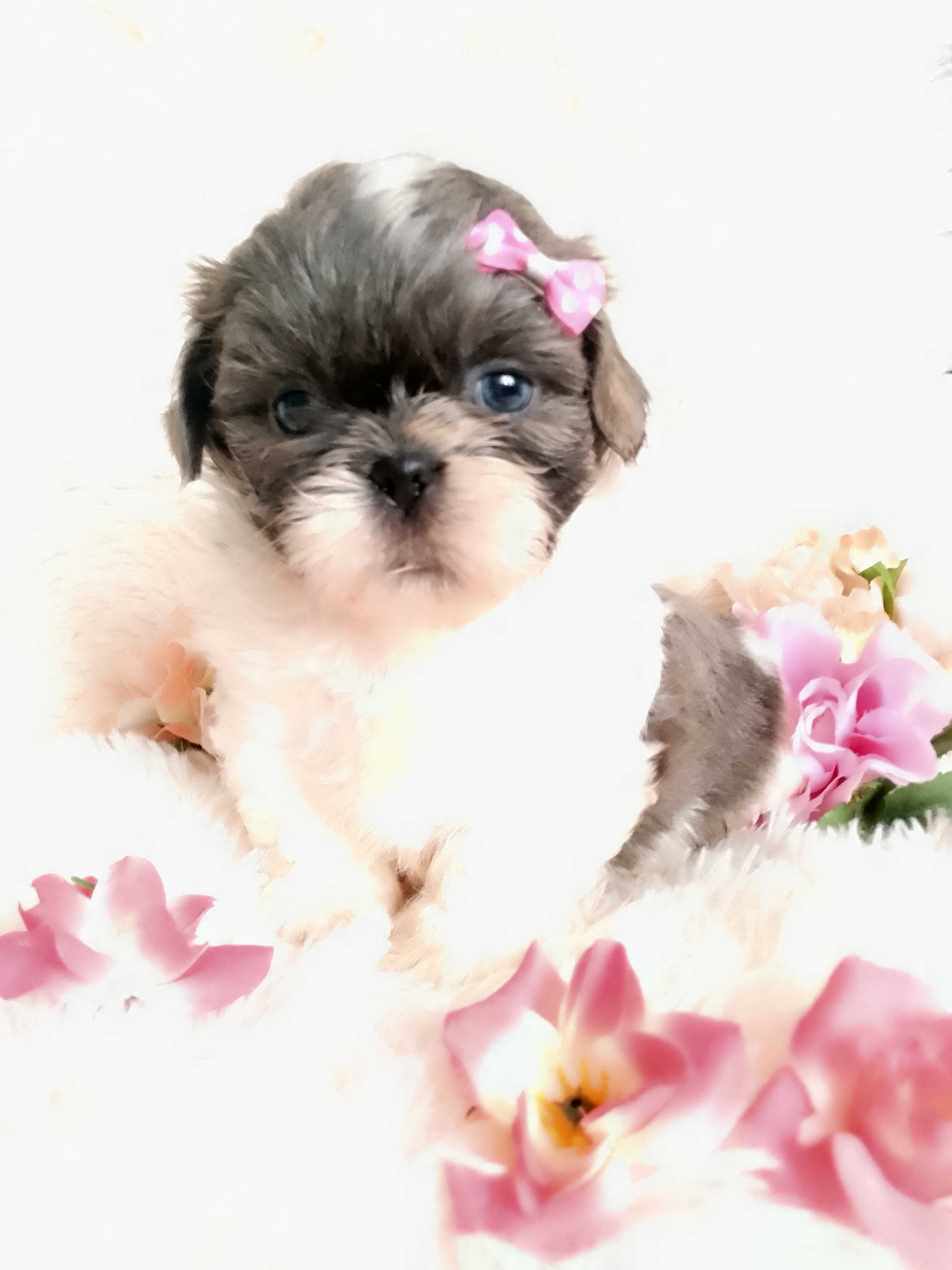 Piękna suczka rasy Shih-Tzu szuka domku