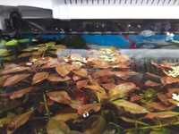 Ludwigia Repens - roślina akwariowa