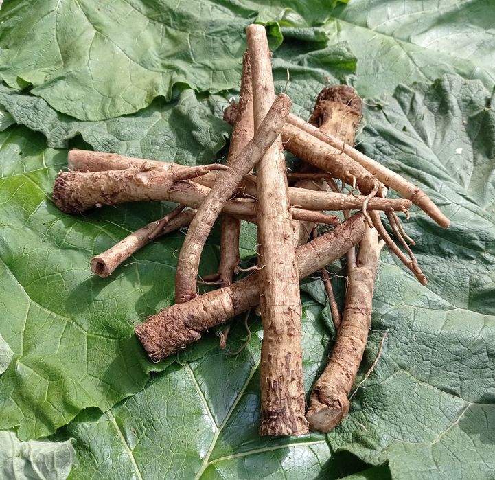 Корінь лопуха, сік з лопуха, сухий і сирий.