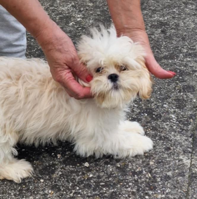 Lhasa apso slodki maluszek