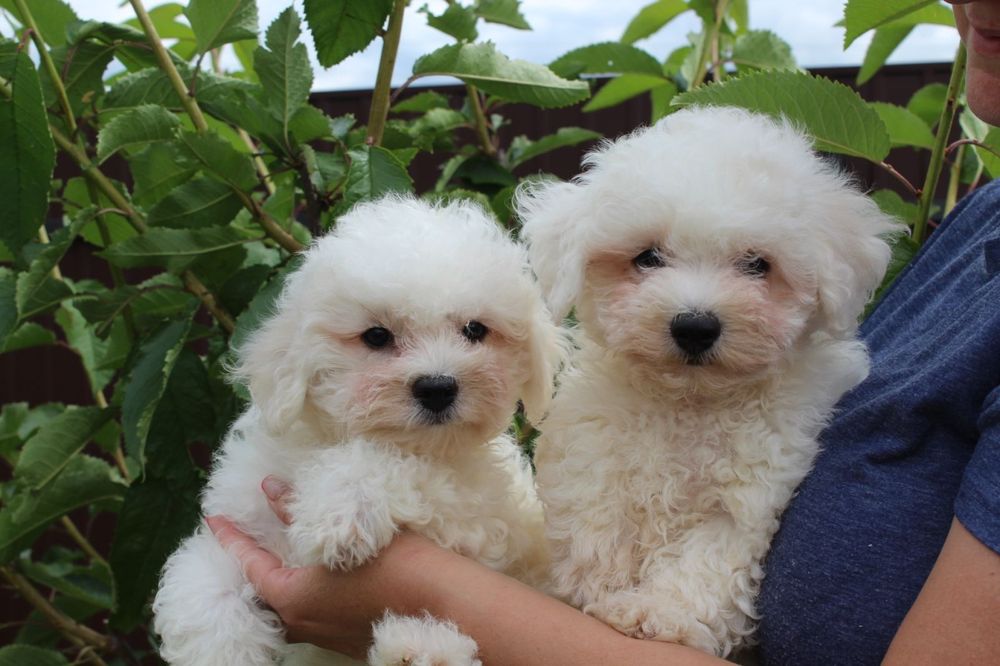 Хлопчики Бішон Фрізе