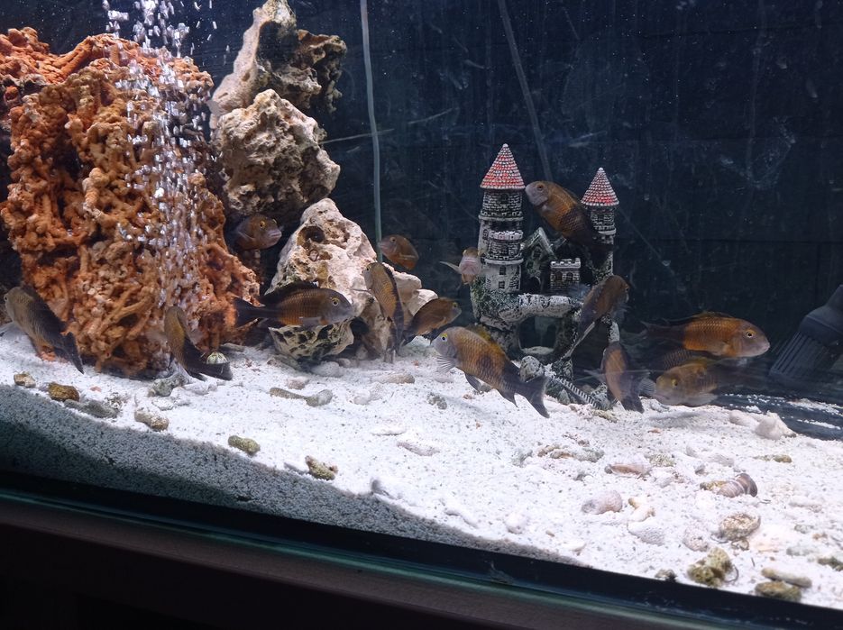 Akwarystyka słodkowodna