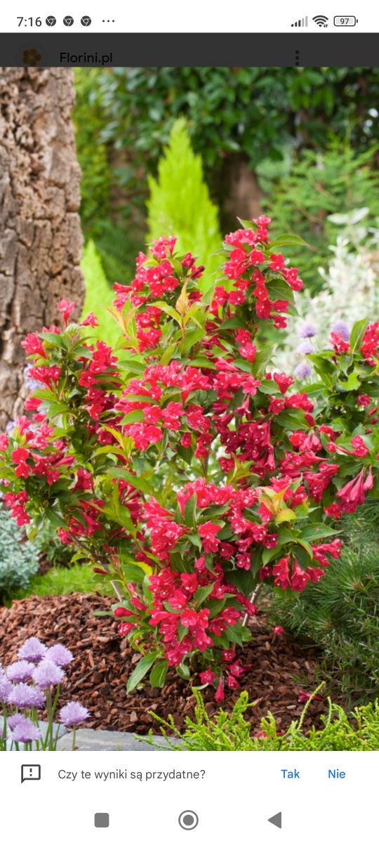 Krzewuszka Red Princes