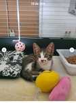 Gatinho bebé para adoção consciente