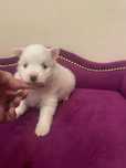 Szpic miniaturowy Pomeranian