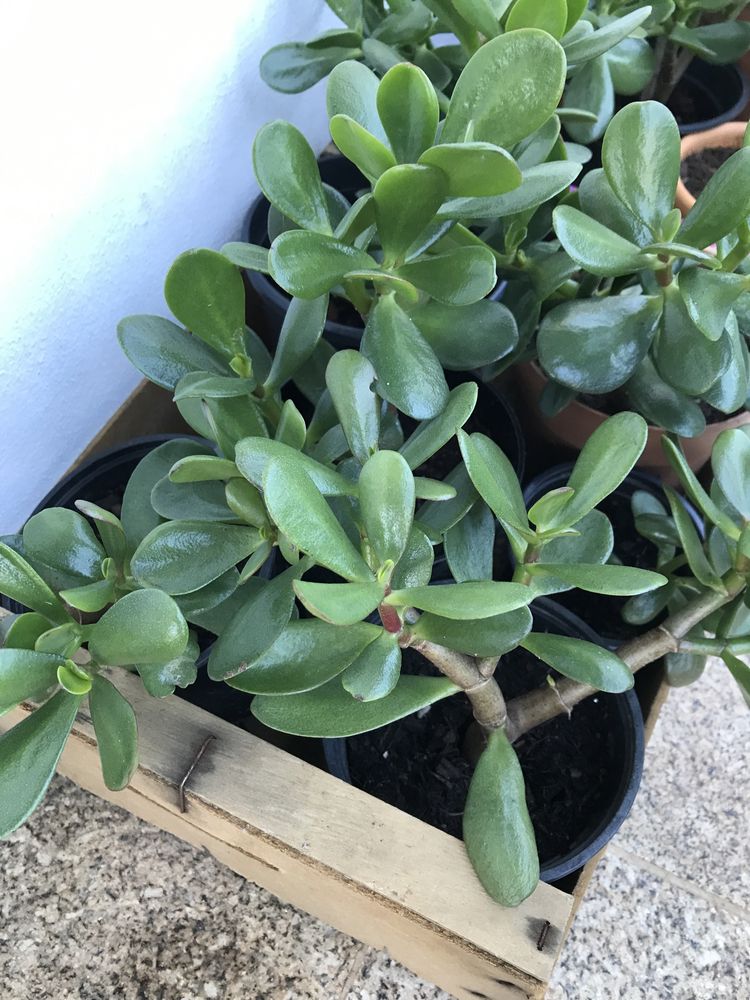 Planta de jade - planta da prosperidade